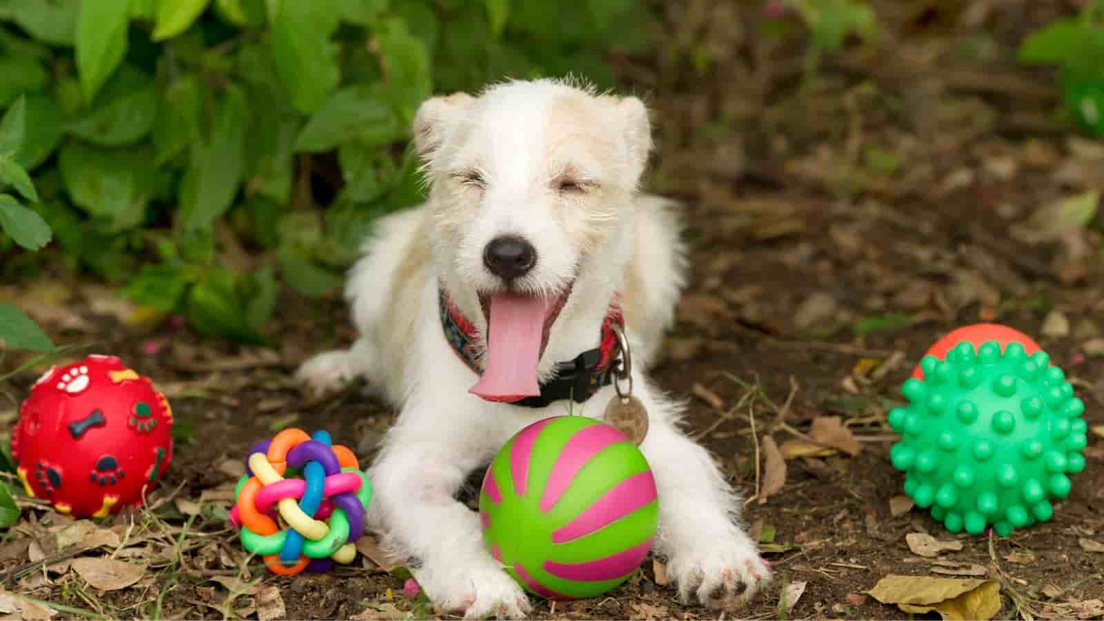 Pet Toys